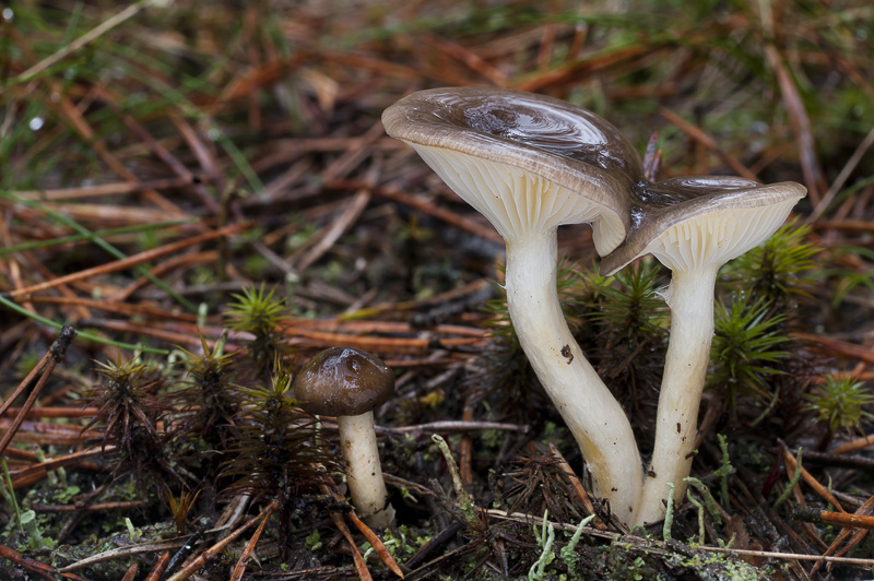 Hygrophorus hypothejus